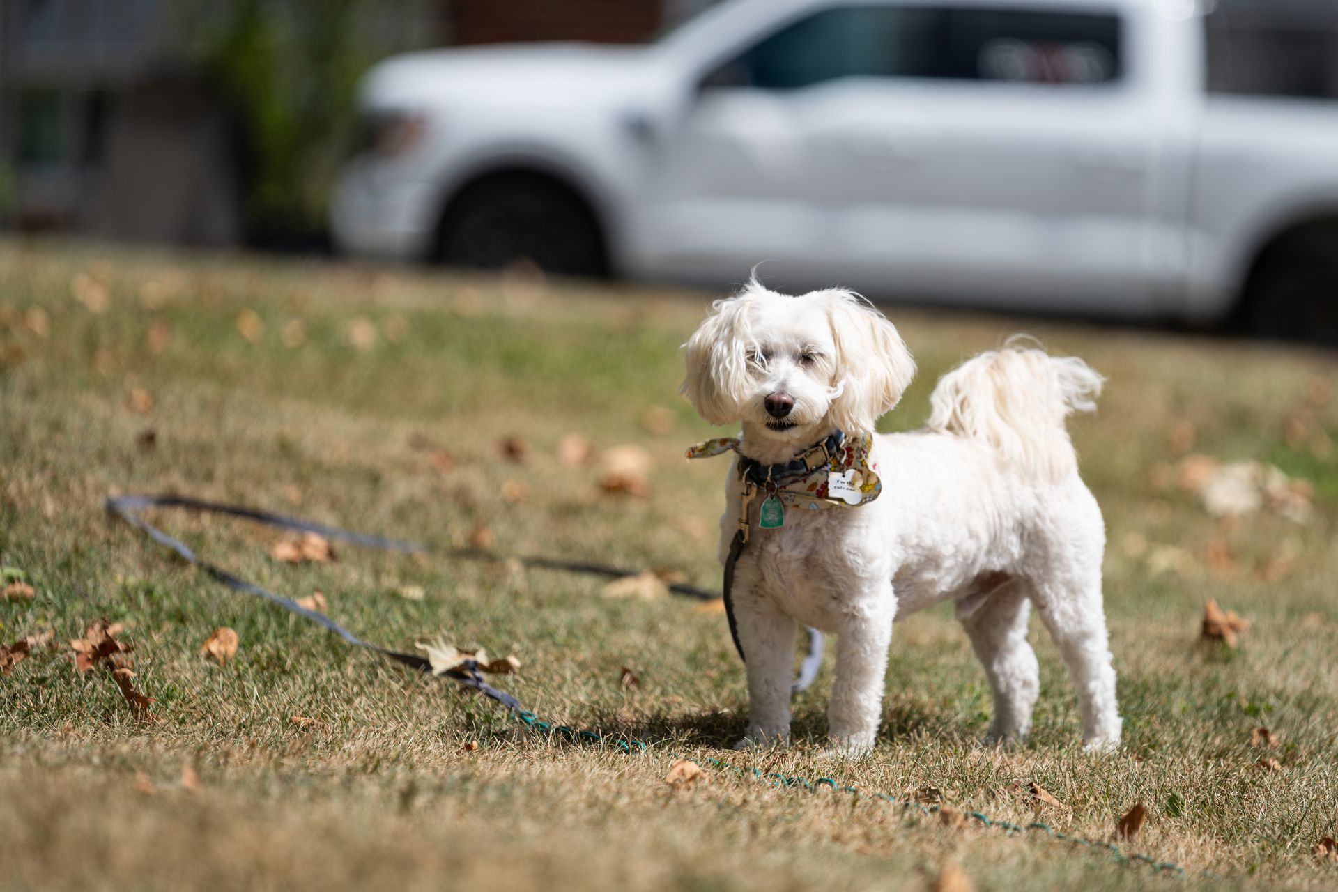 Free stock photo of active dog, dog, poodle mix