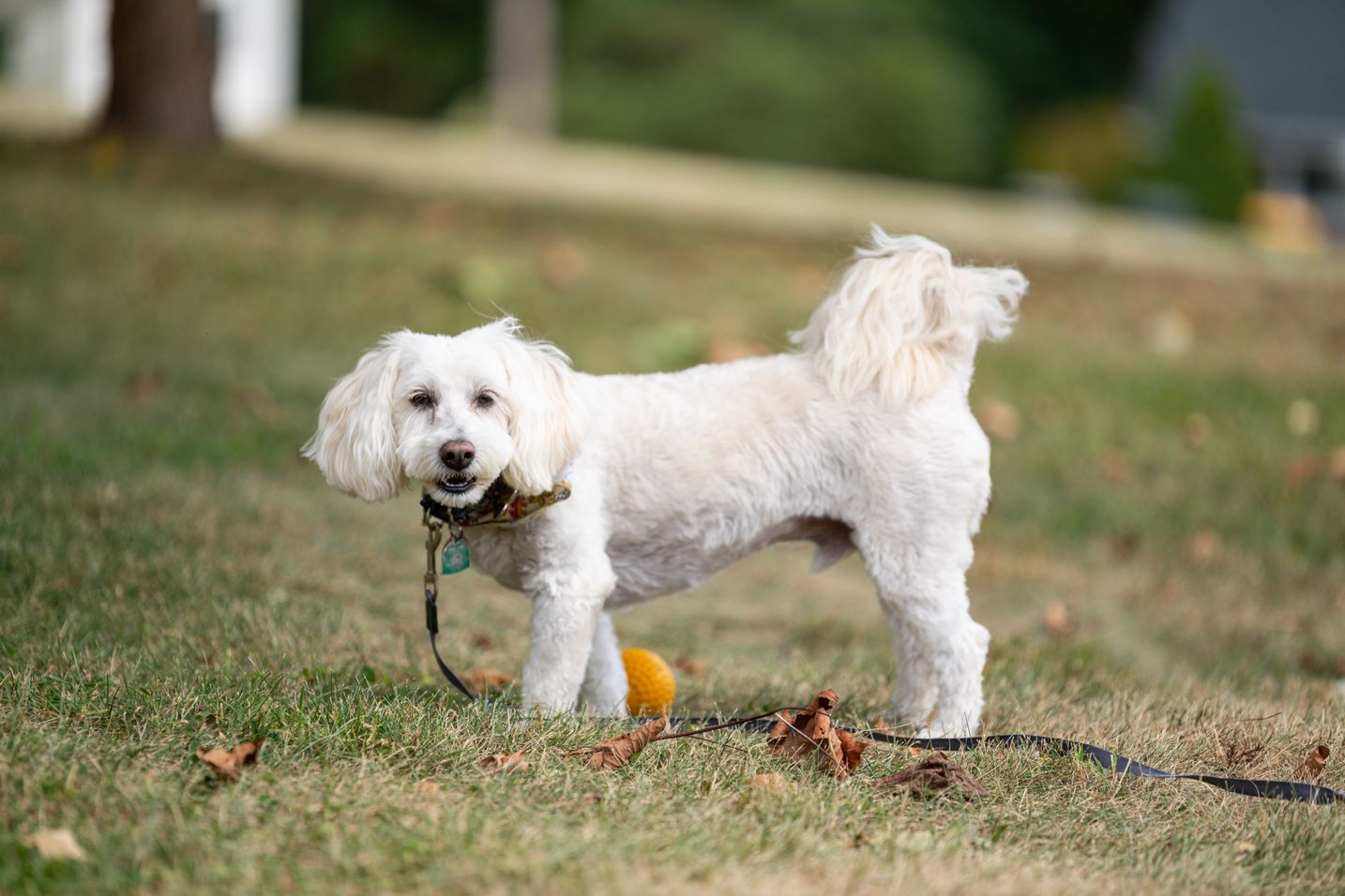Mix Chihuahua and Poodle: A Complete Guide to Hybrid Breeds