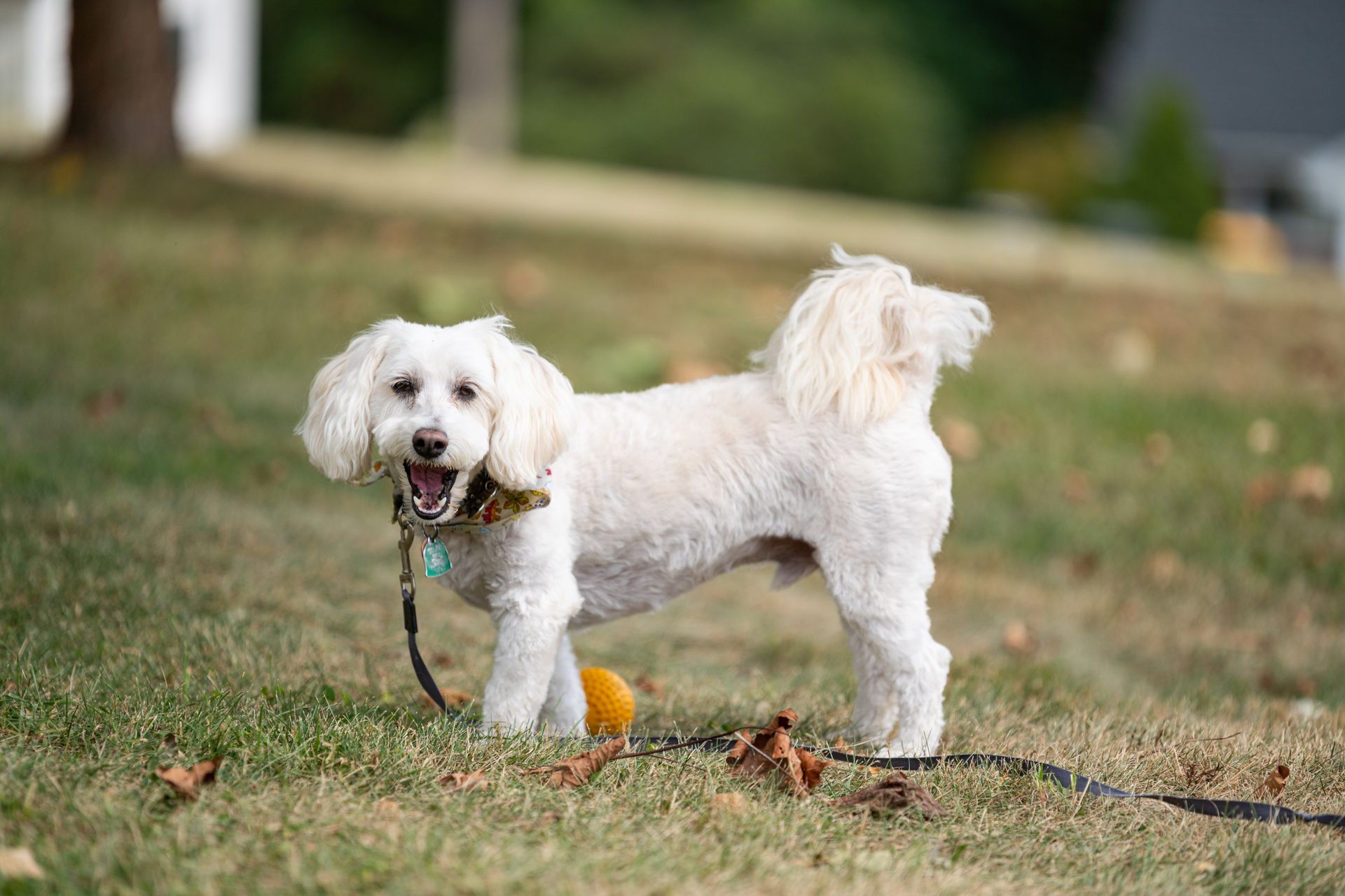 Free stock photo of active dog, dog, poodle mix
