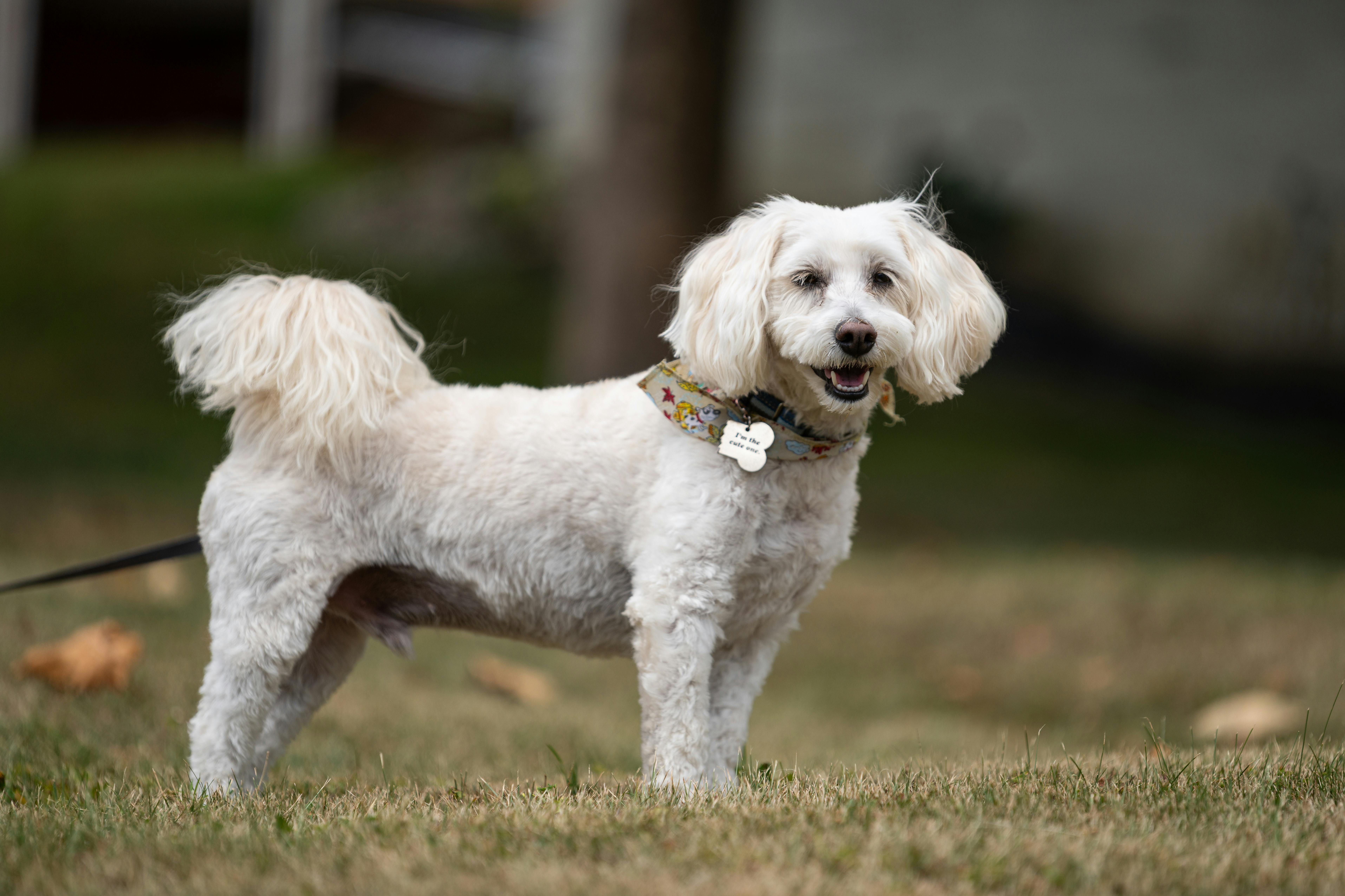 The Best Pet Insurance in North Carolina (2026) — Photo by Jay Brand on Pexels