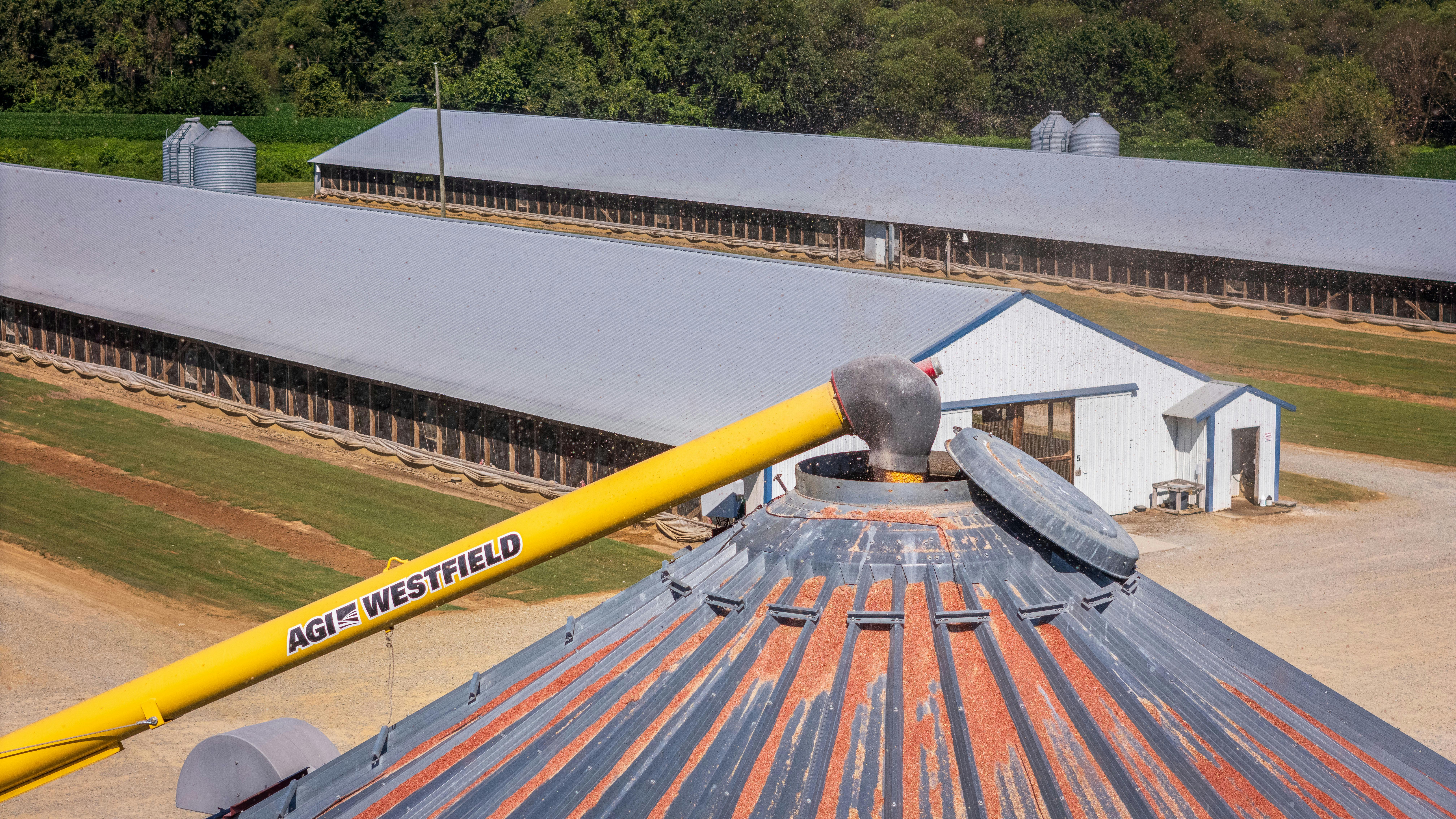 大豆豐收變寒冬 美農民苦喊 中國一船豆都沒買