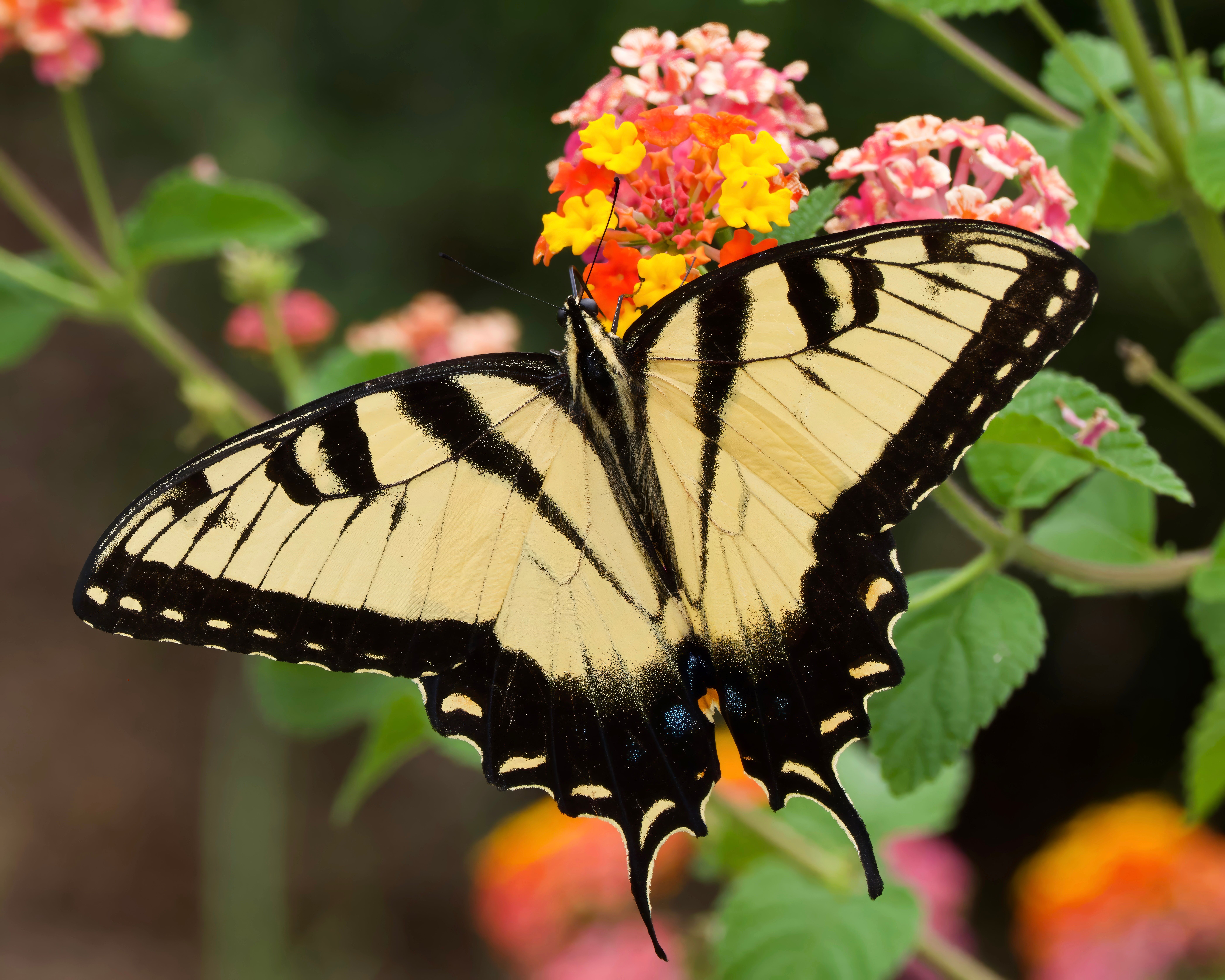 Eastern Tiger Swallowtail on Vibrant Flowers · Free Stock Photo