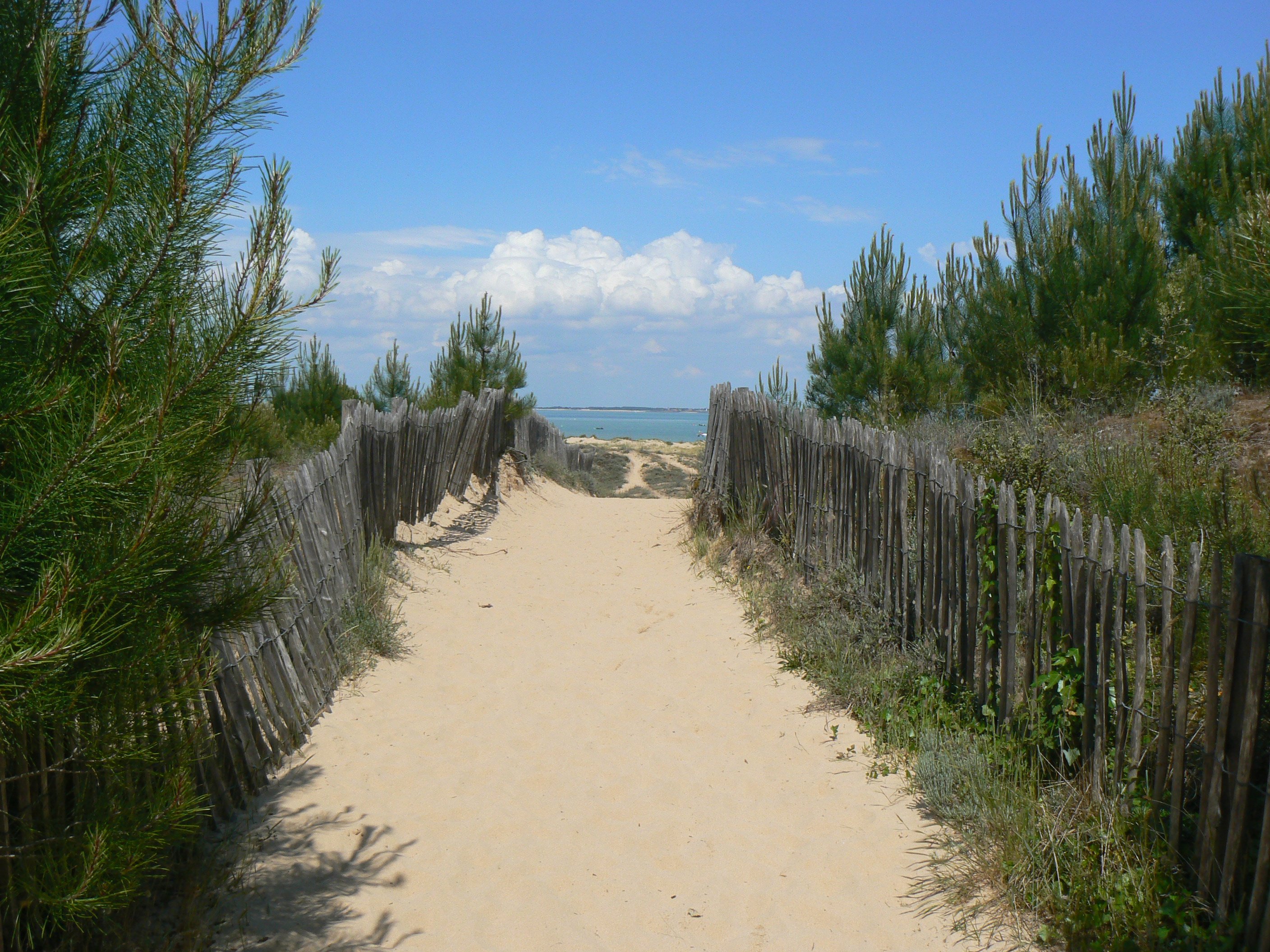 Chemin dans les pins et dunes de sable