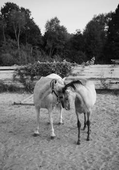 Black and white image capturing two horses nuzzling affectionately outdoors in Slovakia.