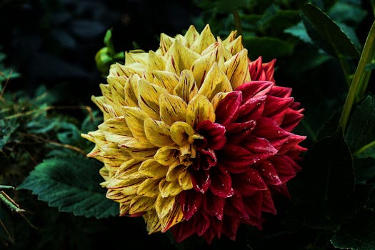 郁郁葱葱的花园里，盛开着一朵引人注目的双色大丽花，花瓣红黄相间