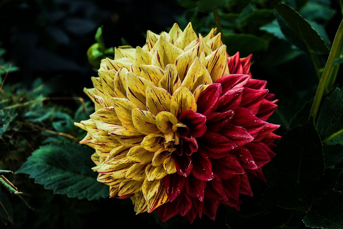 Kostenlos Gelbe Rote Blütenblattblume Stock-Foto