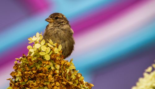 Free A sparrow perched on hydrangea blossoms against a colorful gradient background. Perfect for nature-inspired designs. Stock Photo