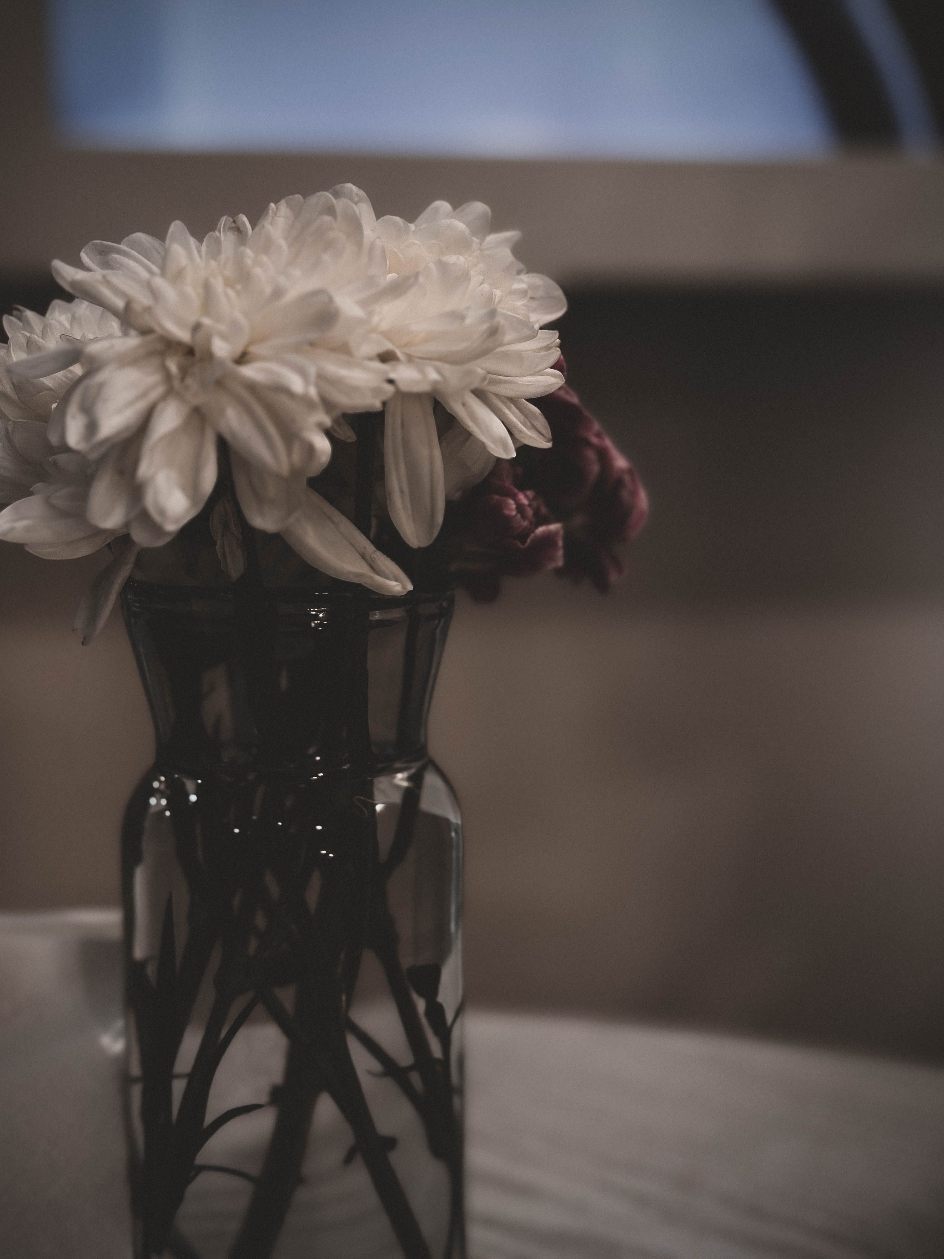 [ColoSach]-a-minimalist-photo-of-white-and-purple-daisies-in-a-dark-glass-vase-indoors.