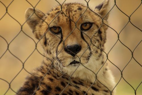 Free Captivating close-up of a cheetah's face peering through a fence, showcasing its striking features. Stock Photo