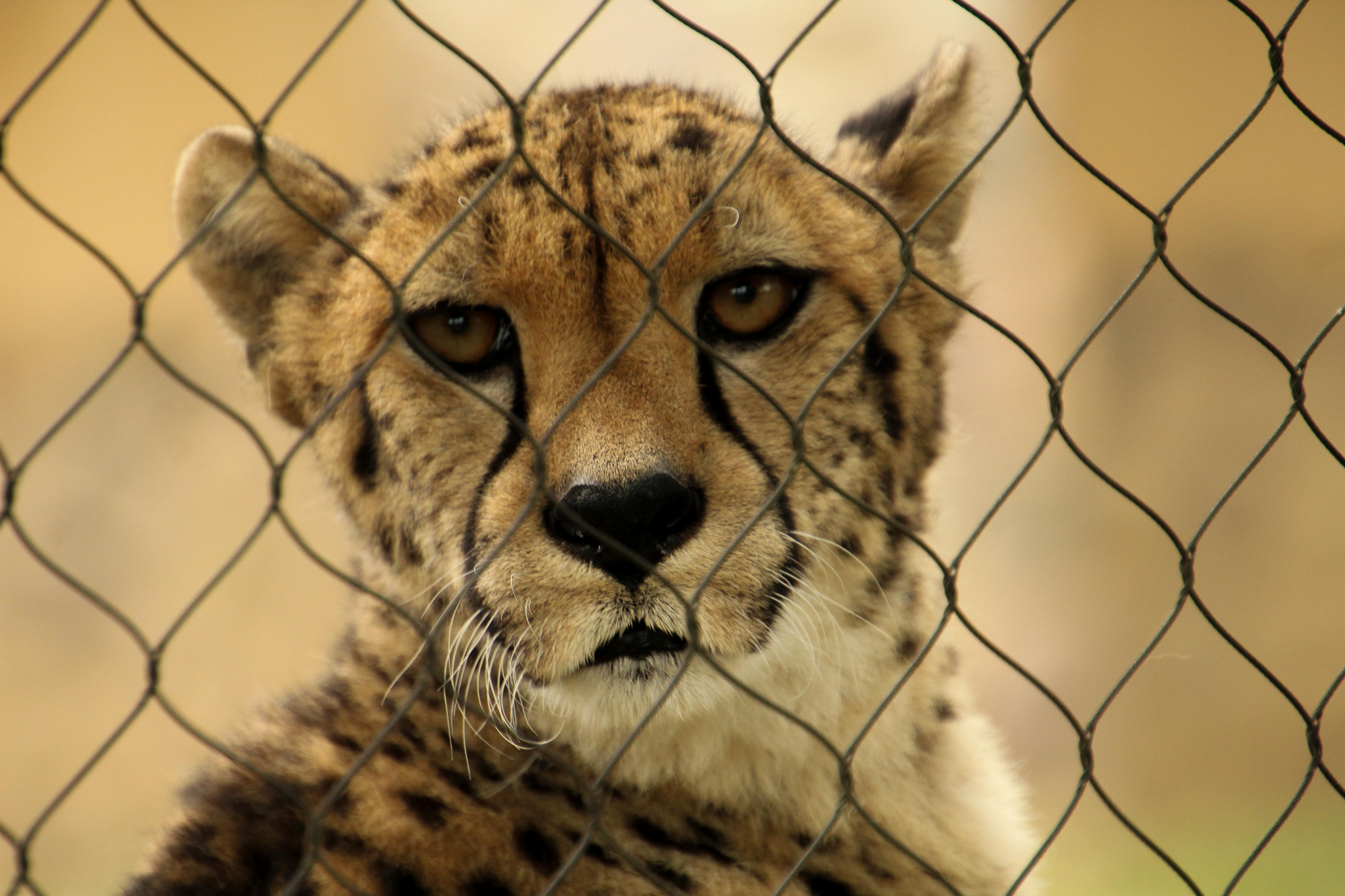 Intimate portrait of a cheetah gazing through a wire mesh fence in a zoo setting.