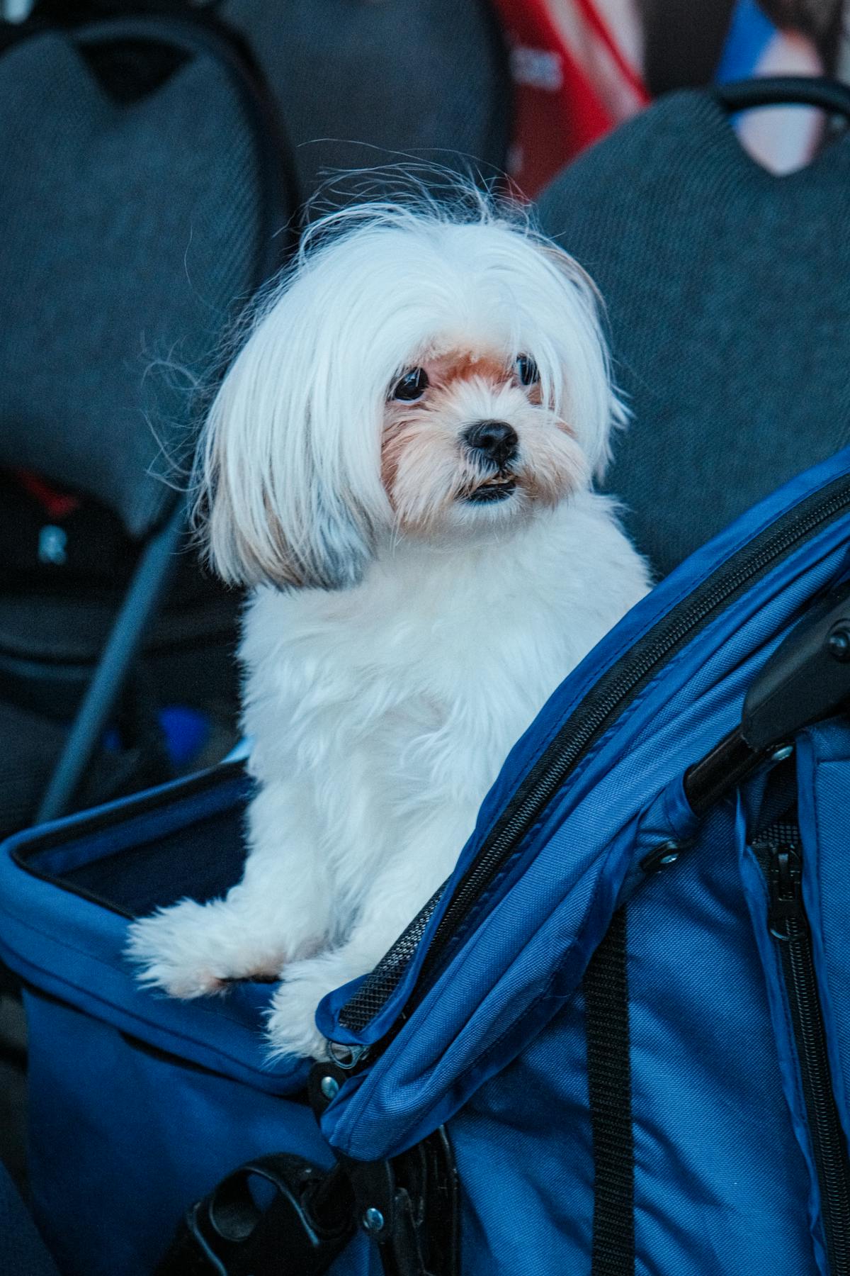 Shih Tzu seduto comodamente in un trasportino morbido blu ben ventilato