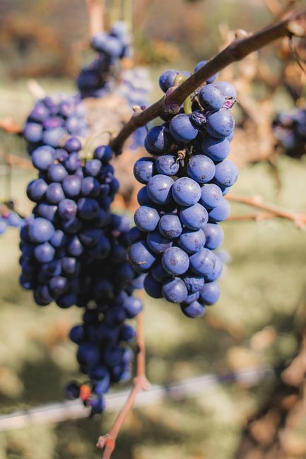 Close-up of ripe purple grapes hanging in a vineyard in Santiago de Querétaro, Mexico.