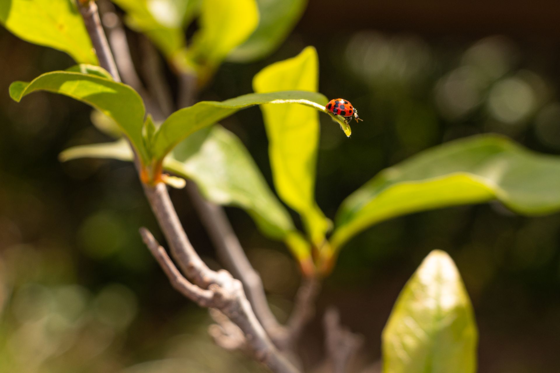 Close-up of a ladybug on a green leaf in a sunny garden environment.