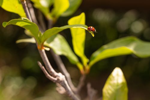 Free Close-up of a ladybug on a green leaf in a sunny garden environment. Stock Photo