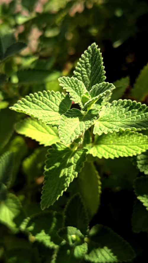 Free Vibrant green mint leaves captured in natural sunlight. Perfect for themes of nature and freshness. Stock Photo