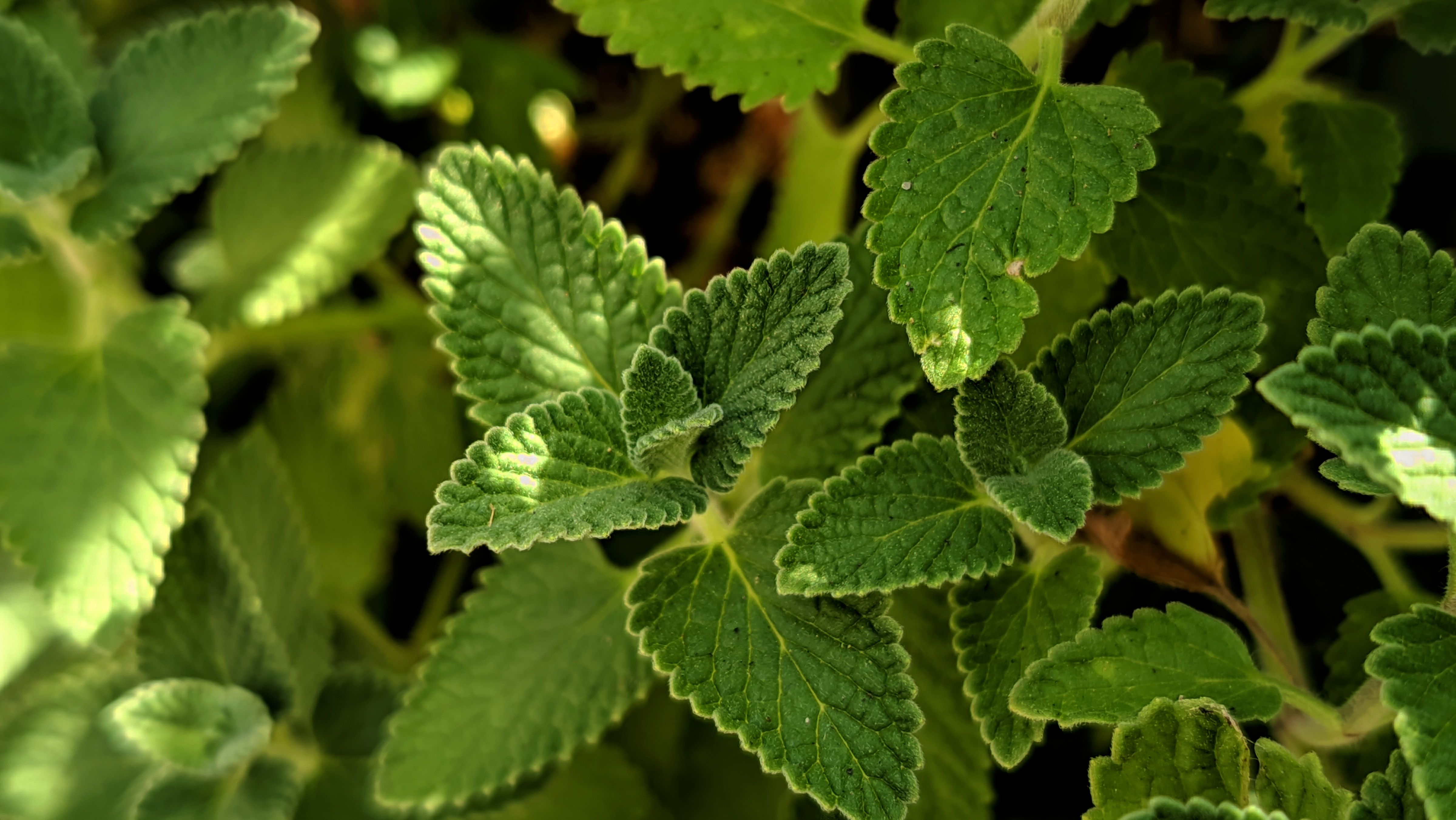 Felty Germander Natural Herb