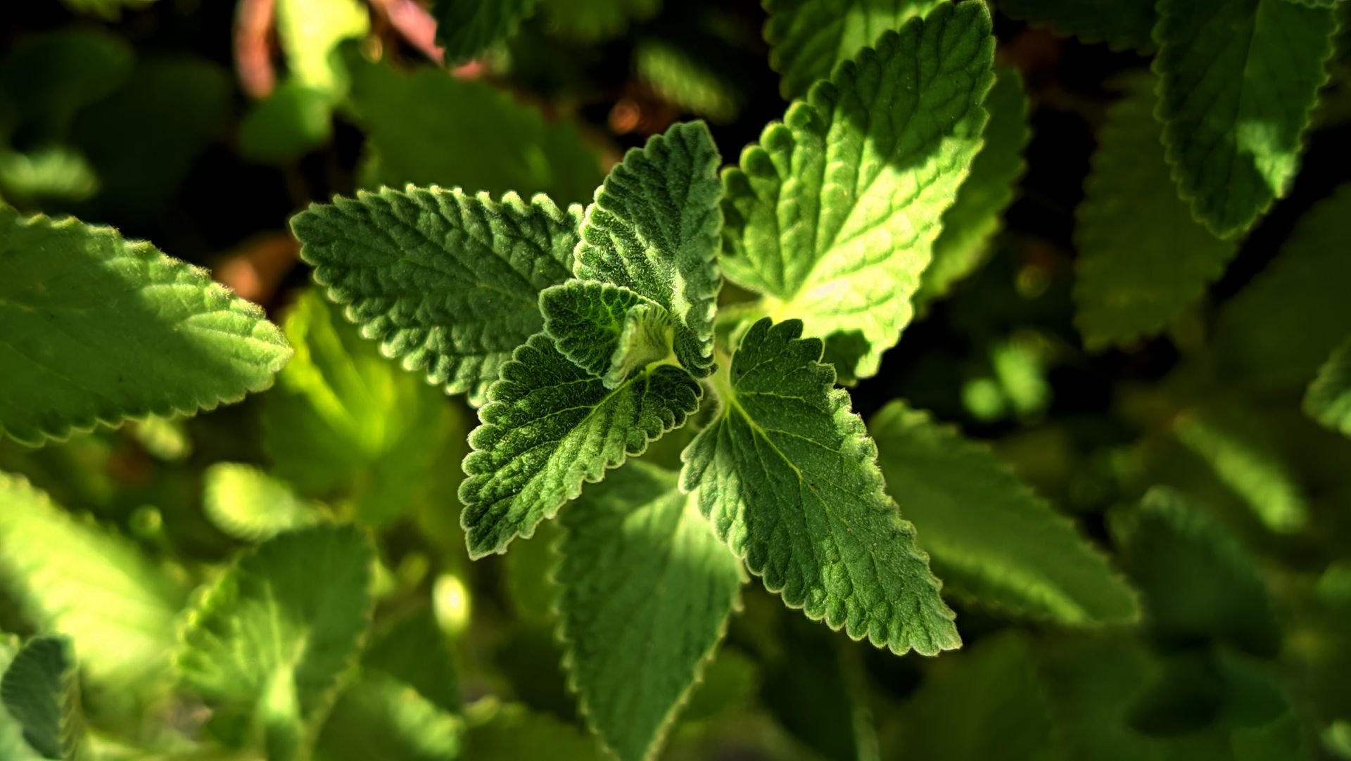 Vibrant green mint leaves basking in sunlight, showcasing detailed textures.