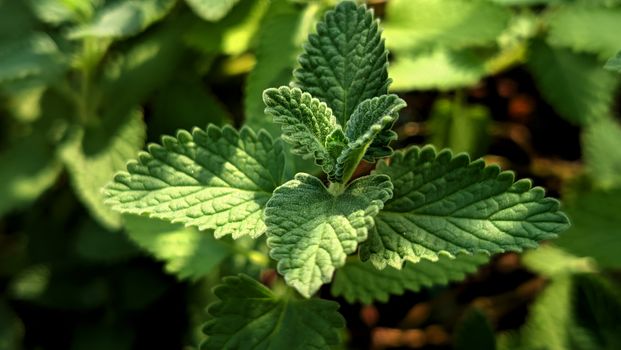 Vibrant green catnip leaves in sunlight, showcasing detailed textures and lush growth.