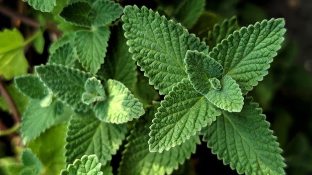 A detailed close-up of vibrant green catnip leaves (Nepeta cataria) in an outdoor garden setting.