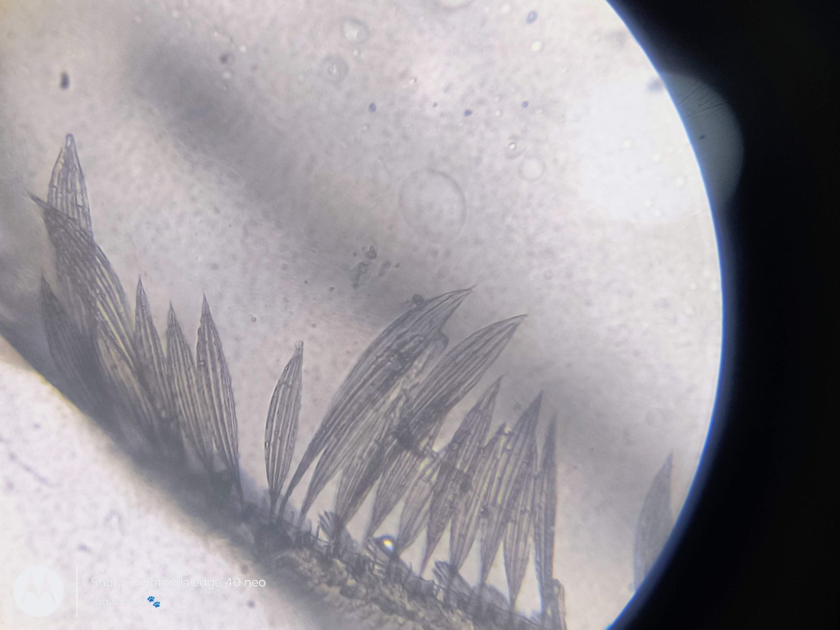 Microscopic comparison of fine versus coarse cashmere fibers showing diameter difference
