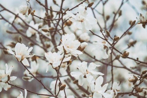 Free stock photo of abstract background, blooming, blossom