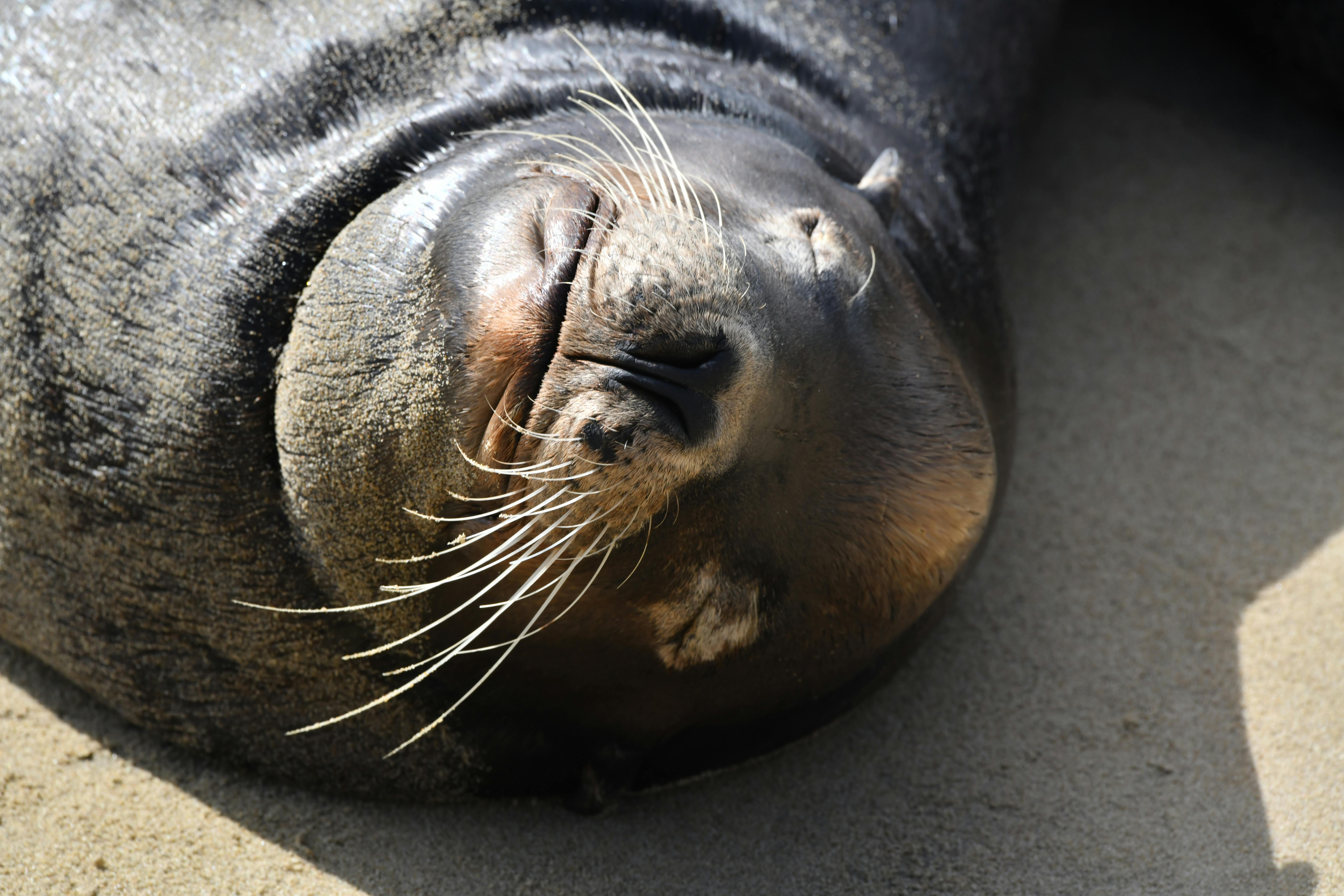 Exploring Folklore and Fauna: Mystical Creatures and Cultural Legends