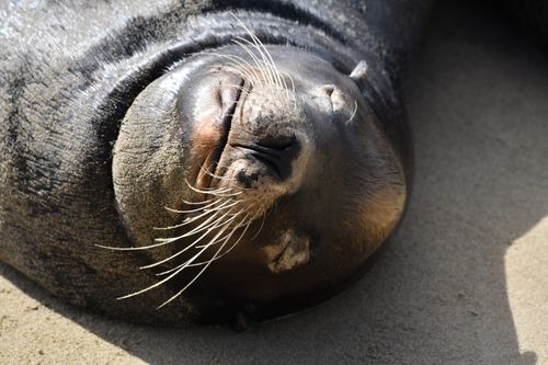 Free A closeup shot of a seal resting on the sandy beach of Port Hueneme, California, capturing its tranquil expression. Stock Photo