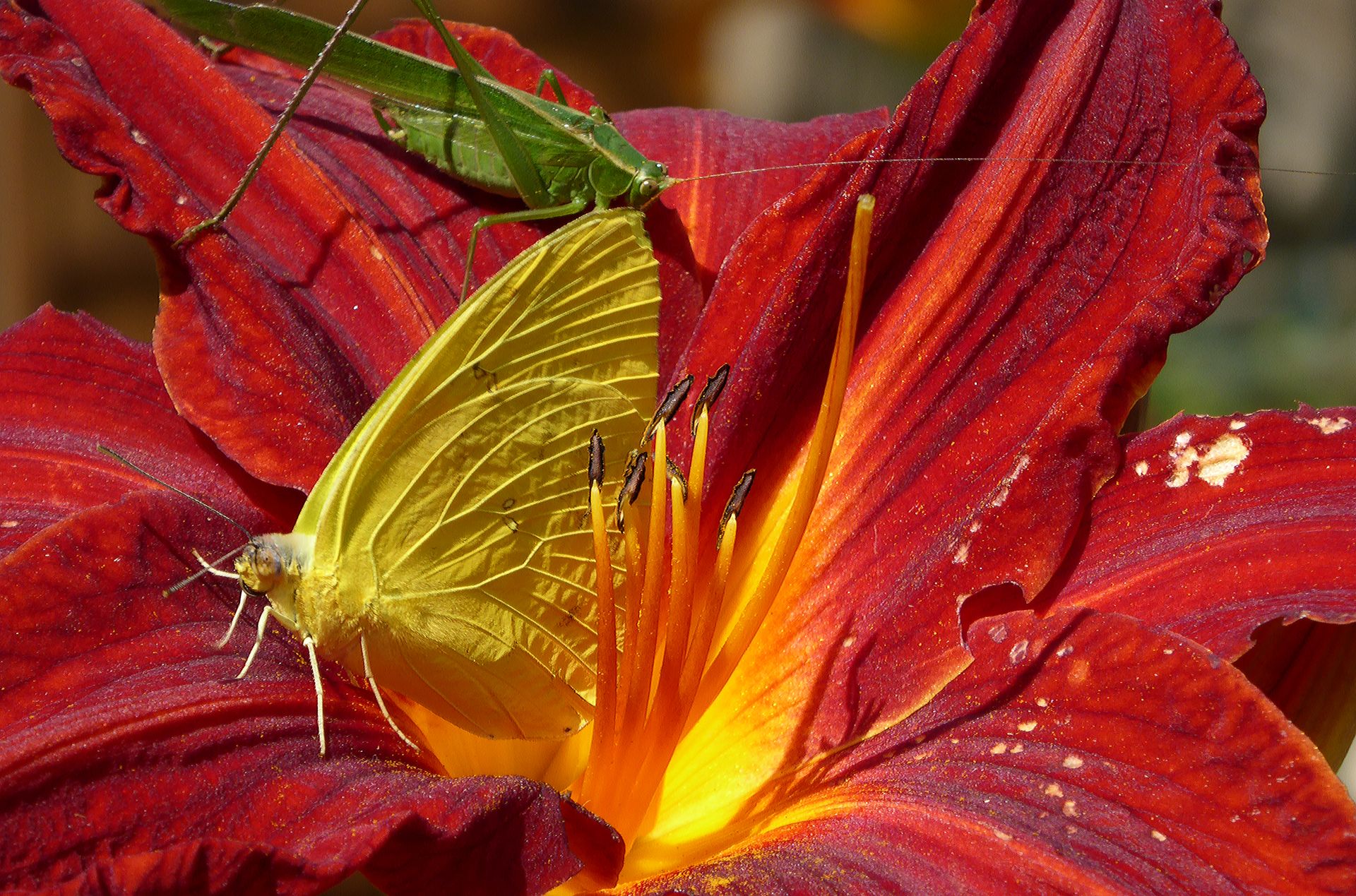 Grasshopper and Butterfly on Daylily Bloom