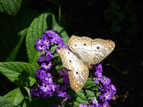 A White Peacock butterfly rests on vibrant purple heliotrope flowers in the sunlight.