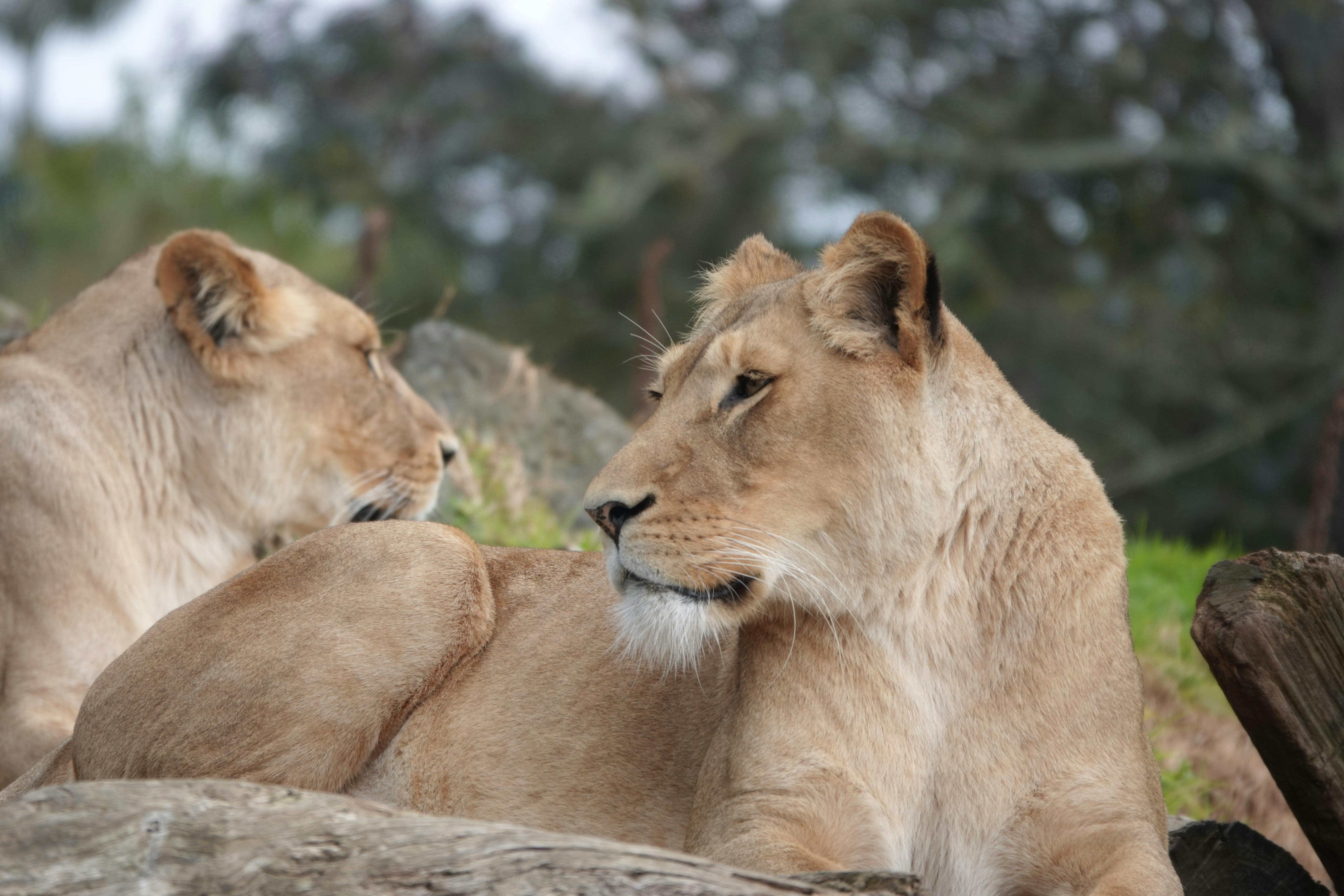 Auckland Zoo'da kayalıkların üzerinde dinlenen iki dişi aslan