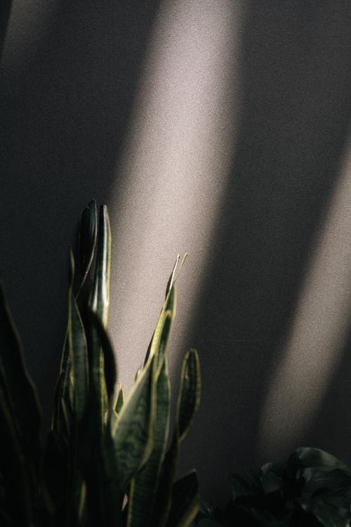 Free Sunlight casting shadows on snake plant leaves, creating a moody atmosphere indoors. Stock Photo