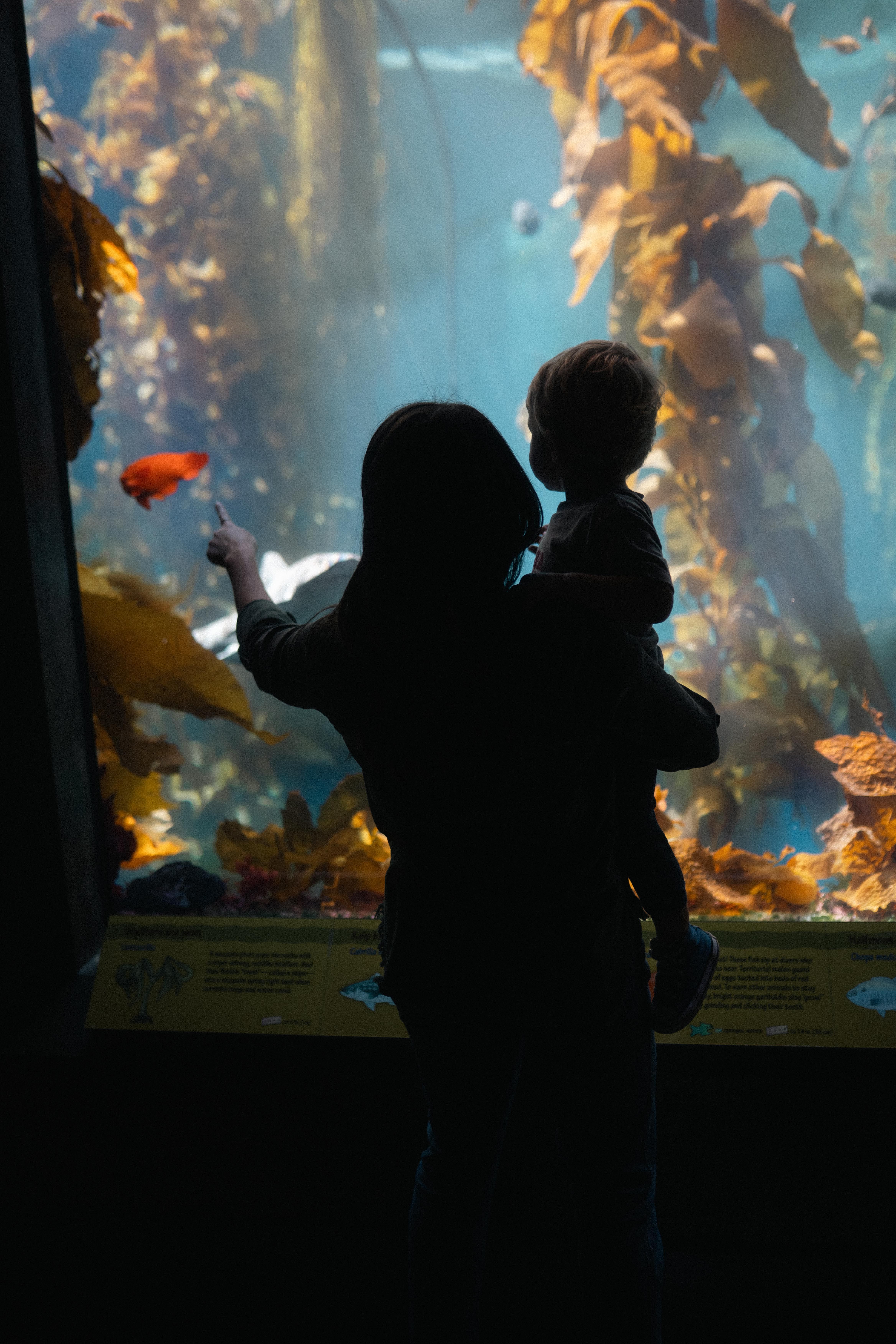 Mother and Child Observing Aquarium Fish · Free Stock Photo