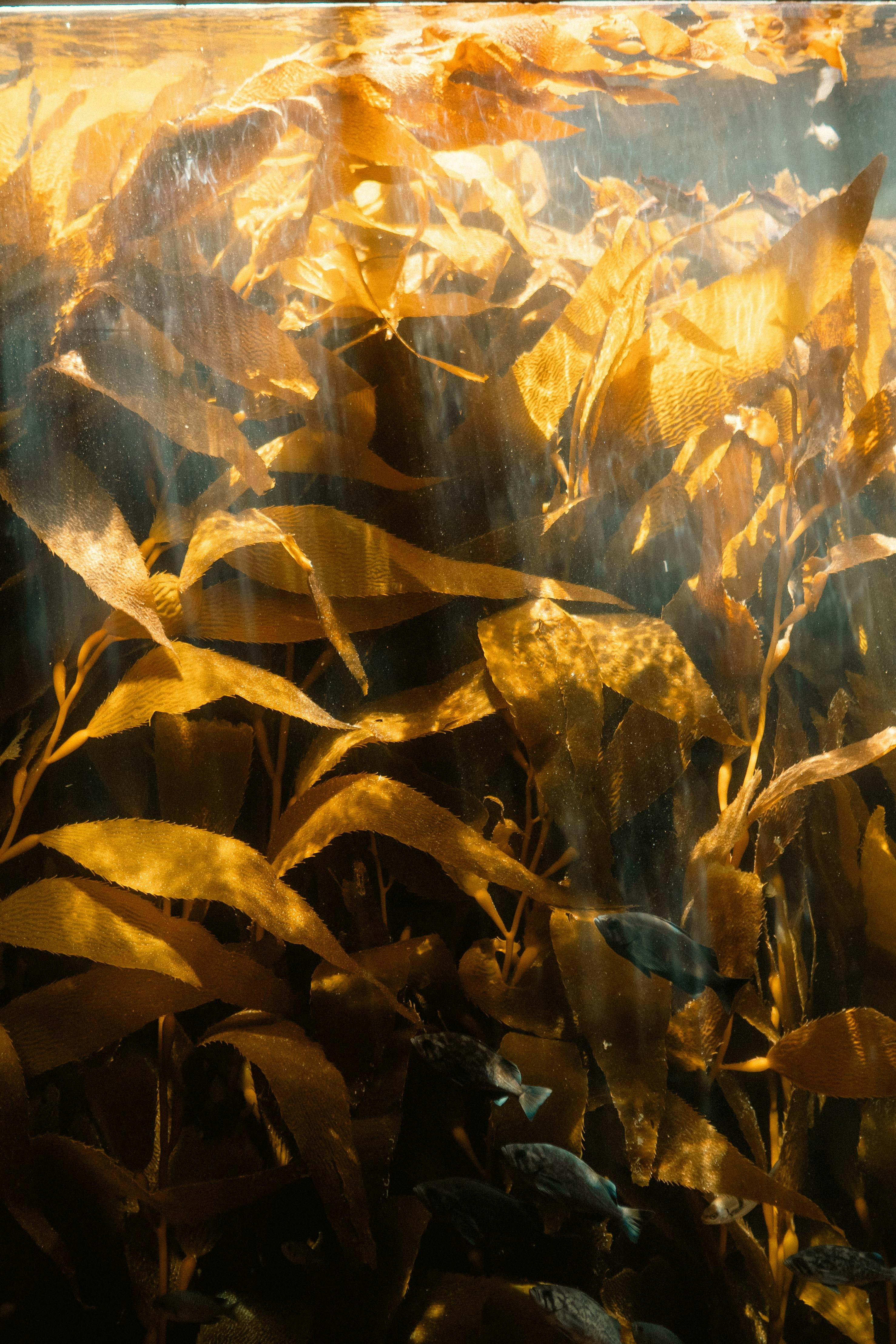 Sunlit giant kelp forest — golden fronds reaching toward the surface