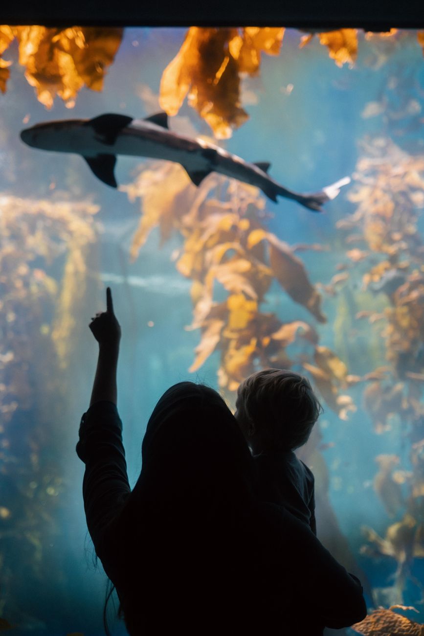 Shark Tank Success Rate Statistics: Complete Deal Analysis & Data-Driven Insights