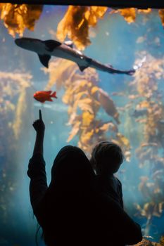 Silhouette of family at aquarium, watching fish and shark through glass.