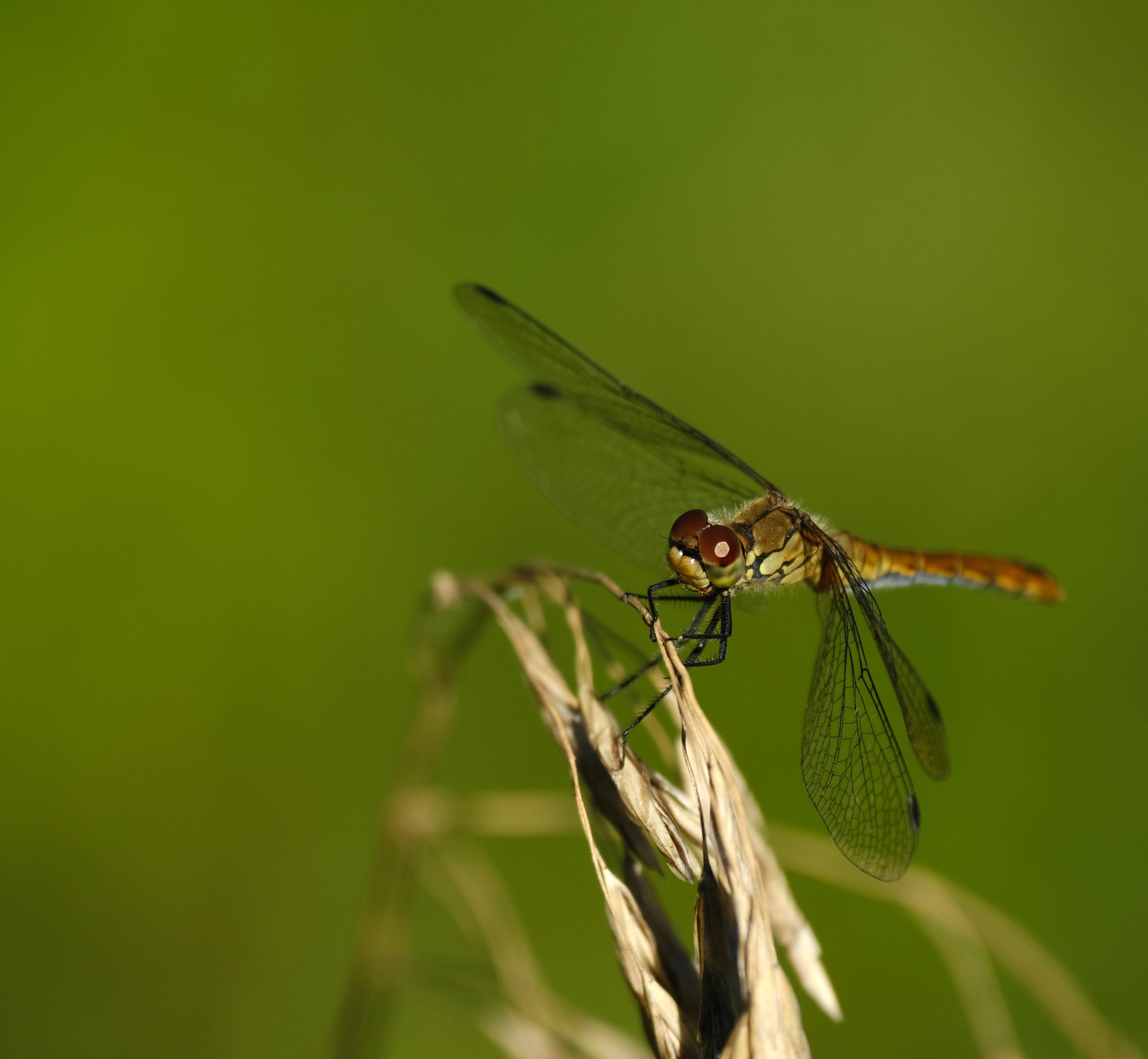 Close-up of Dragonfly on a Dry Plant Stem · Free Stock Photo