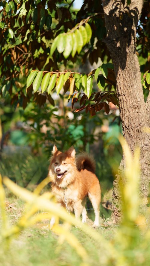 Free Dog Sunkissed Stock Photo