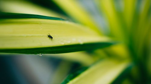 Free A detailed macro photograph of a fly resting on dew-covered tropical leaves. Stock Photo
