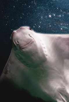 Captivating close-up of a stingray swimming underwater, showcasing its graceful form under dappled light.