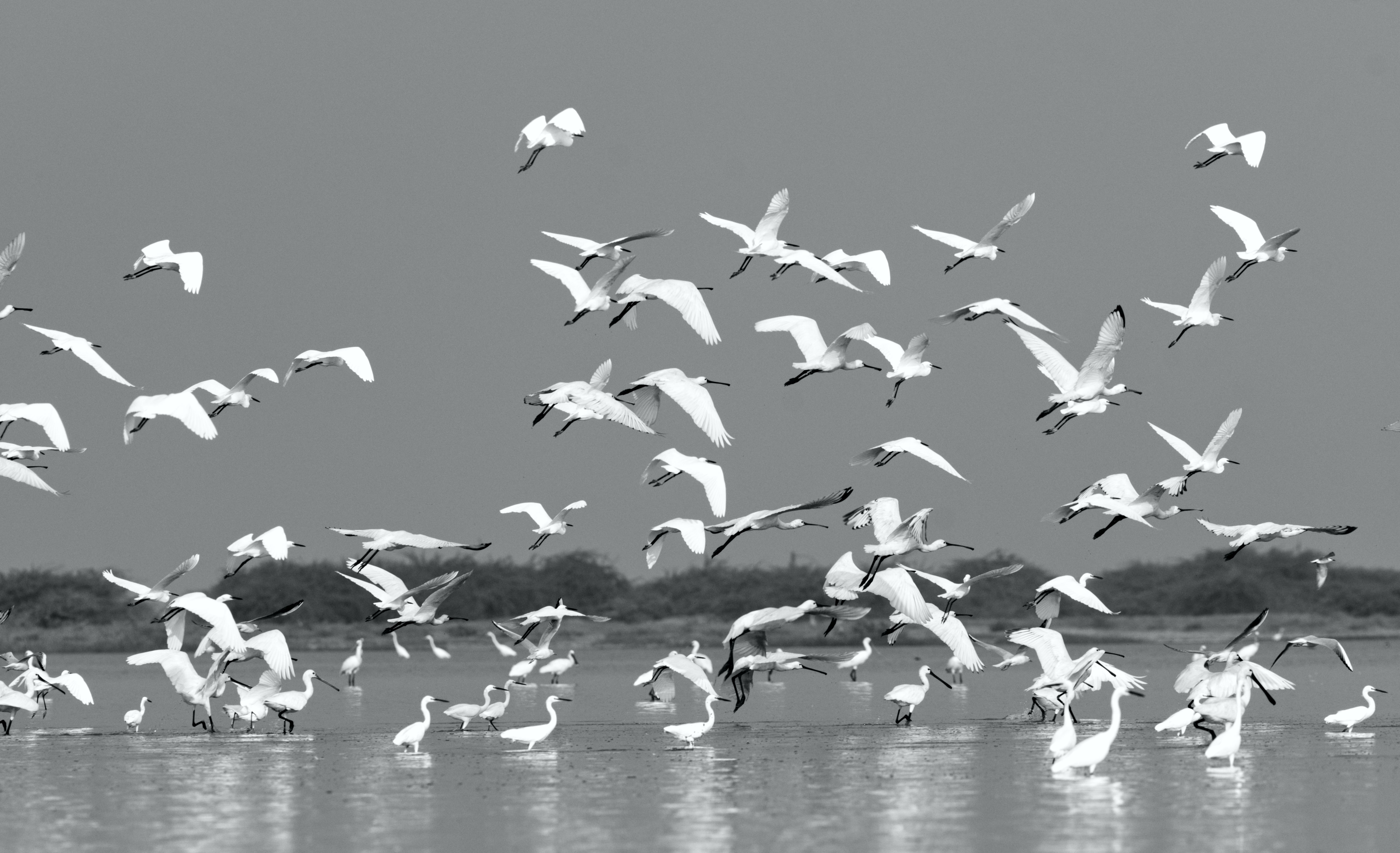Flock of Birds in Flight Over Tranquil Wetlands · Free Stock Photo
