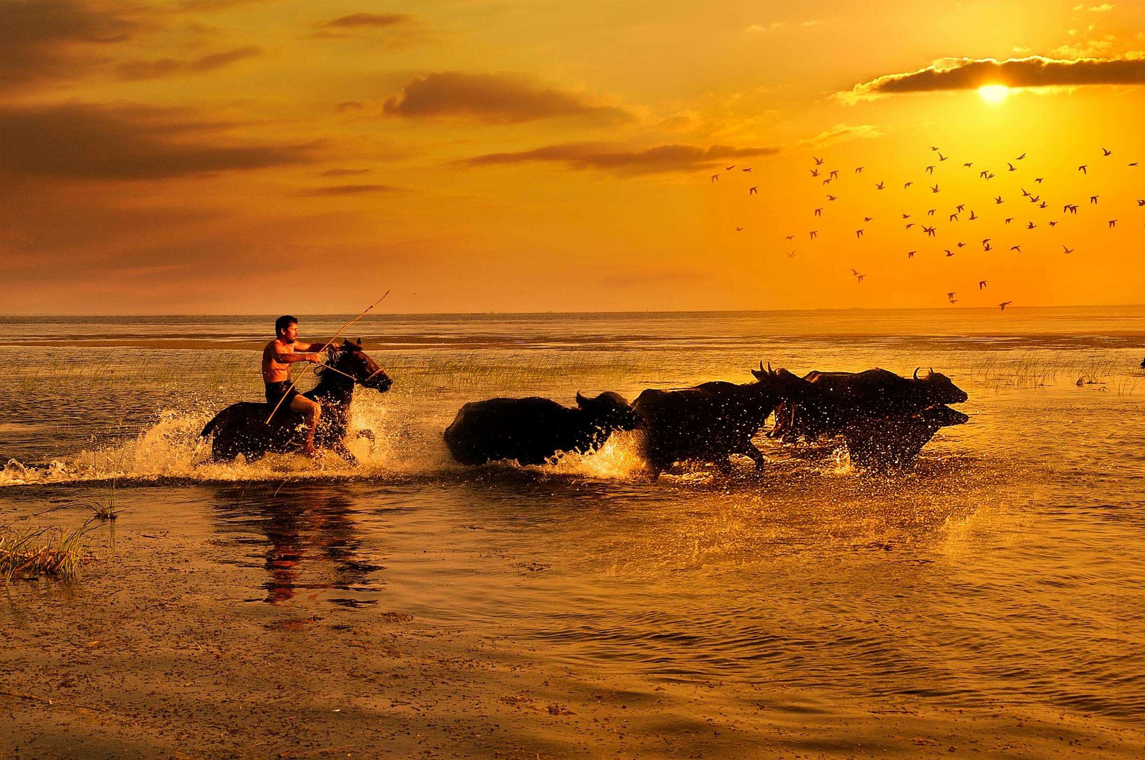 Man Riding Horse In Water Free Stock Photo man-riding-horse-in-water-free-stock-photo