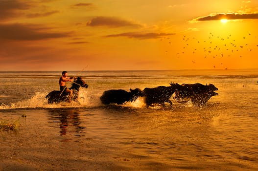 日落时分，一人骑马与奔跑的水牛同行，轮廓显得格外戏剧性