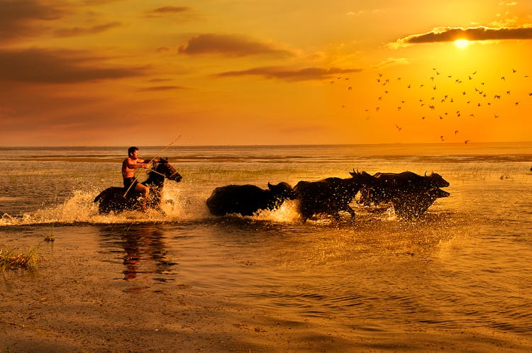 Man Riding Horse In Water