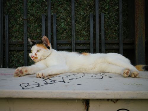 Free A calico cat lounging on a graffiti-covered table, basking in sunlight. Stock Photo
