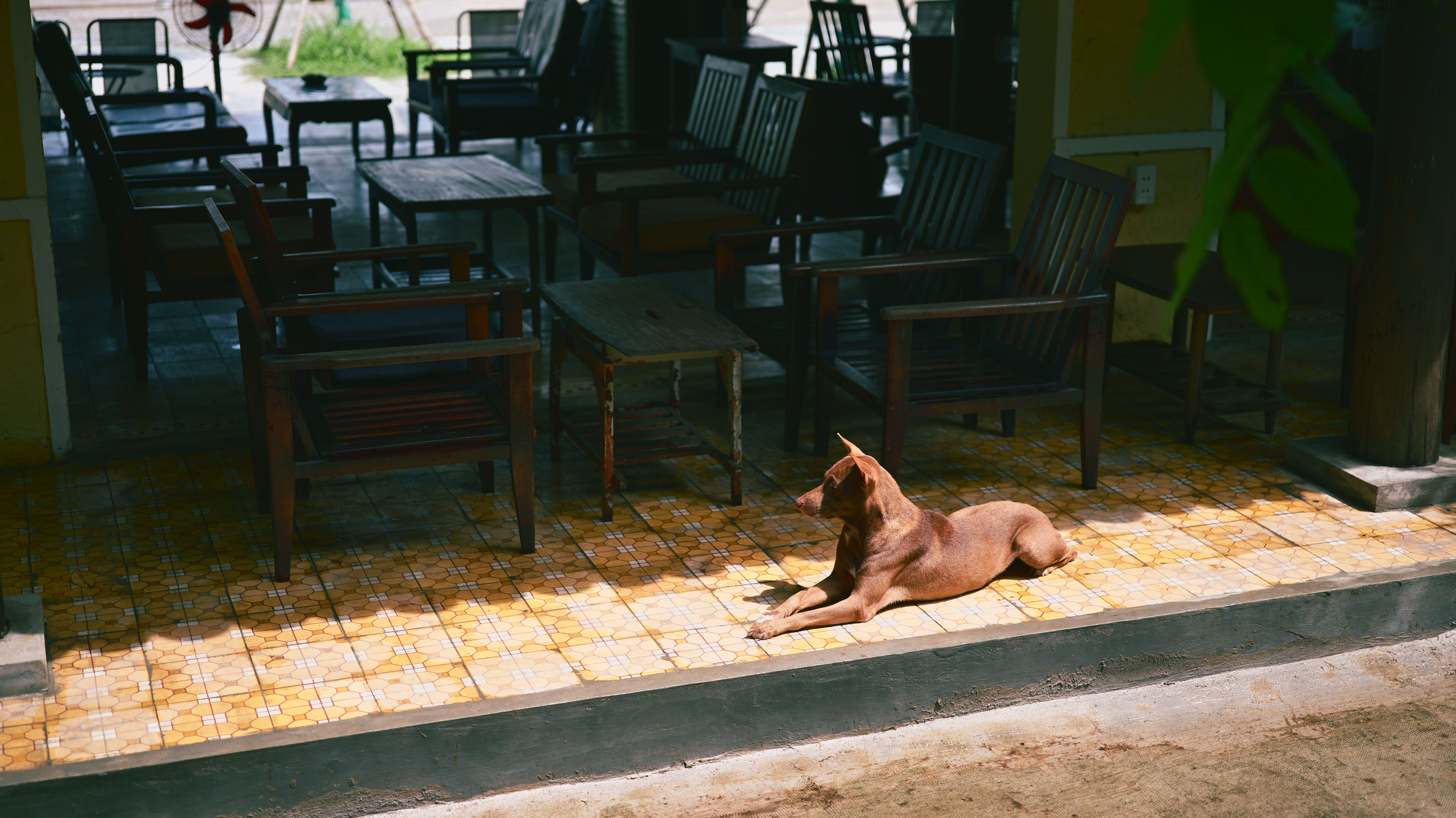 A brown dog lounges on a sunlit tile floor in an outdoor café setting.