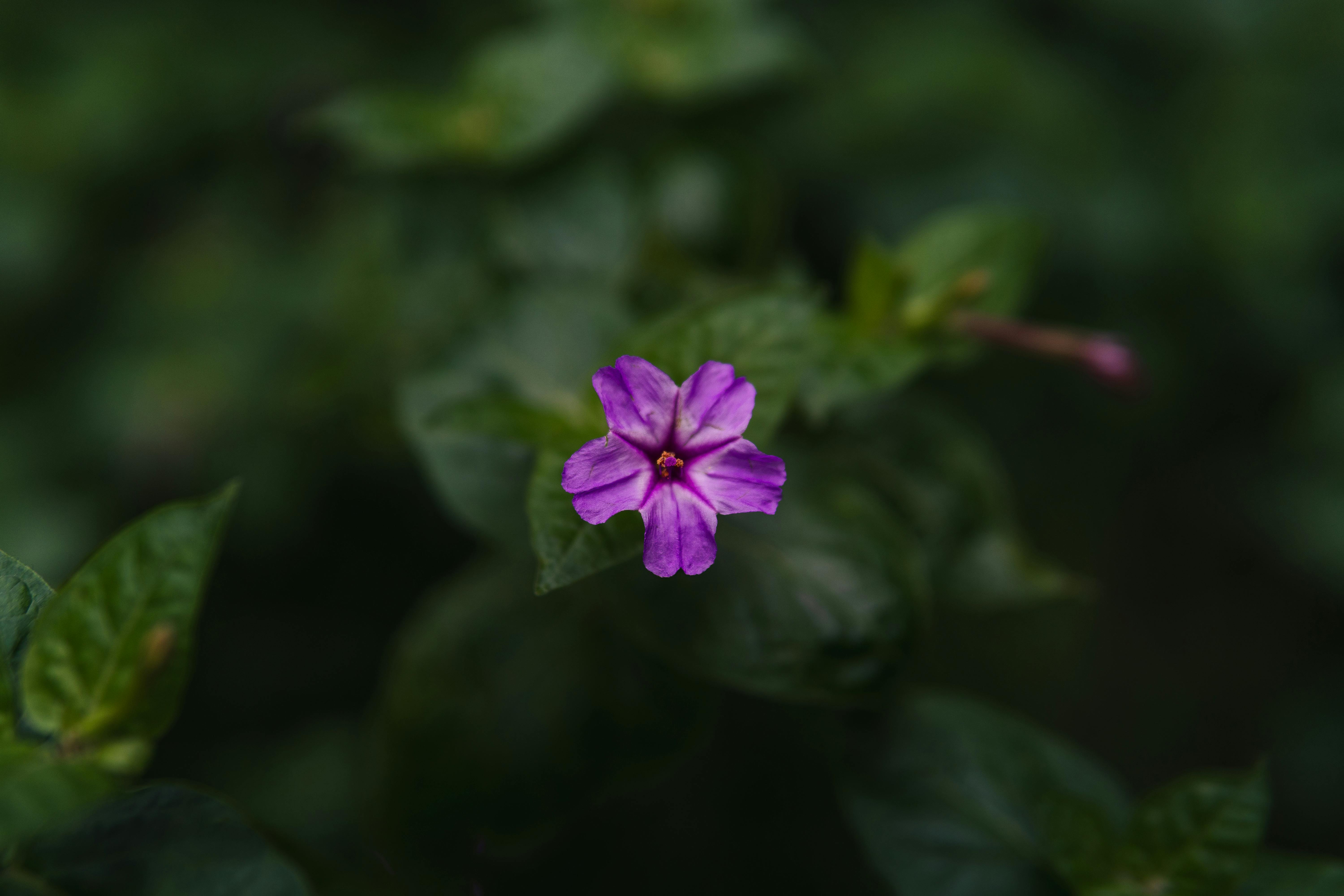 Purpurwinde: Der verborgene Farbzauberer in deinem Garten