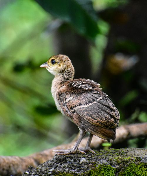 Free A detailed view of a young peachick perched on a mossy branch in a lush green environment. Stock Photo