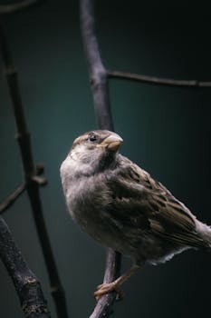 Close-up of a house sparrow on a dark, moody branch.