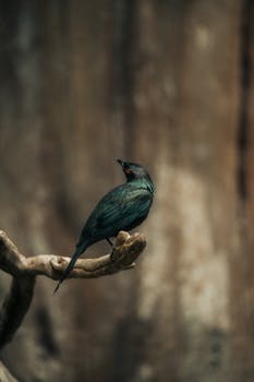 A stunning bird with vibrant plumage sitting gracefully on a branch against a blurred background.