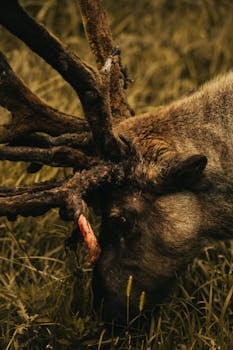Close-up of an elk grazing, showcasing its majestic antlers in a wild setting.